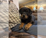 Small #9 Breeder Profile image