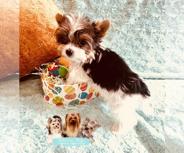Medium Photo #1  Breeder Profile in WINDSOR MILL, MD, USA