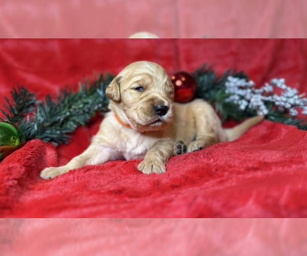 Medium Photo #1  Breeder Profile in LANDRUM, SC, USA