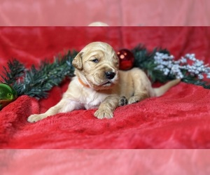 Golden Retriever Dog Breeder near LANDRUM, SC, USA