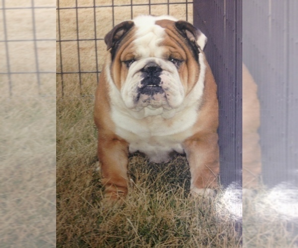 Medium Photo #1  Breeder Profile in MINOOKA, IL, USA