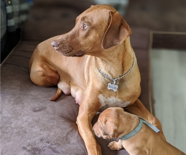 Medium Photo #1  Breeder Profile in POWDER SPGS, GA, USA