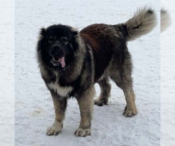 Medium Photo #29  Breeder Profile in TWINING, MI, USA