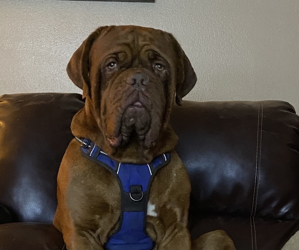 Medium Photo #1  Breeder Profile in SCOTTSDALE, AZ, USA