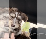 Small breeder photo