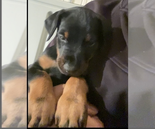 Medium Photo #1  Breeder Profile in ROCKWALL, TX, USA