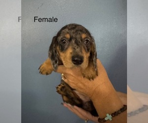 Medium Breeder Profile Photo