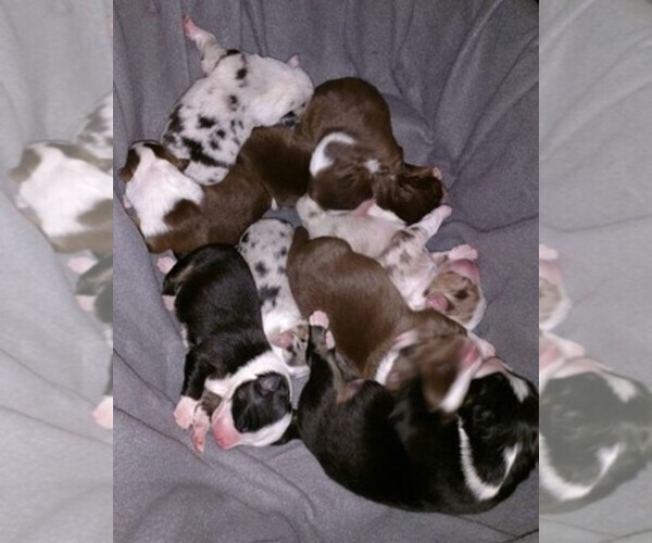Medium Photo #1  Breeder Profile in STRAFFORD, MO, USA