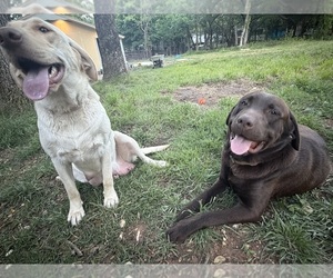 Labrador Retriever Dog Breeder near WHITNEY, TX, USA
