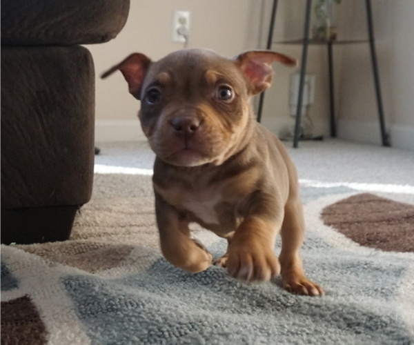 Medium Photo #6  Breeder Profile in STAFFORD, VA, USA