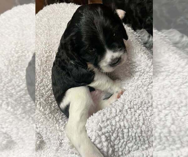 Medium Photo #7  Breeder Profile in FAYETTE, OH, USA