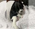 Small #6 Breeder Profile image