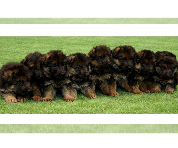 Medium Photo #12  Breeder Profile in WILDOMAR, CA, USA