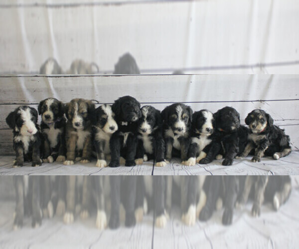 Medium Photo #1  Breeder Profile in OGDEN, UT, USA