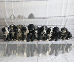 Small breeder photo