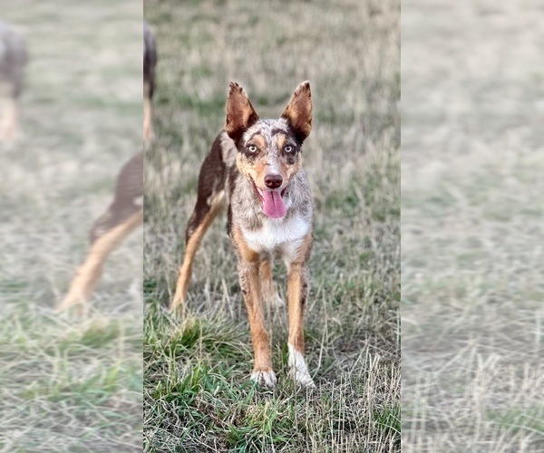 Medium Photo #59  Breeder Profile in CAMAS, WA, USA