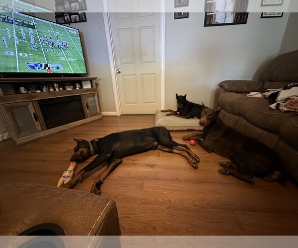 Medium Photo #16  Breeder Profile in LAFAYETTE, TN, USA