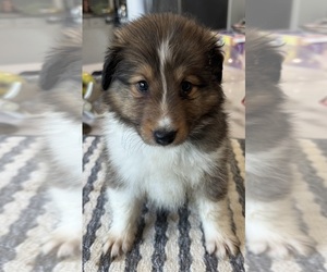 Shetland Sheepdog Dog Breeder near MC CORDSVILLE, IN, USA