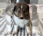 Small breeder photo