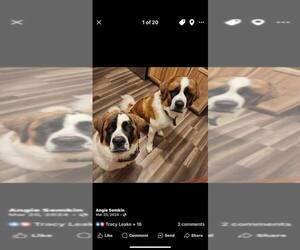 Saint Bernard Dog Breeder near HANNIBAL, MO, USA