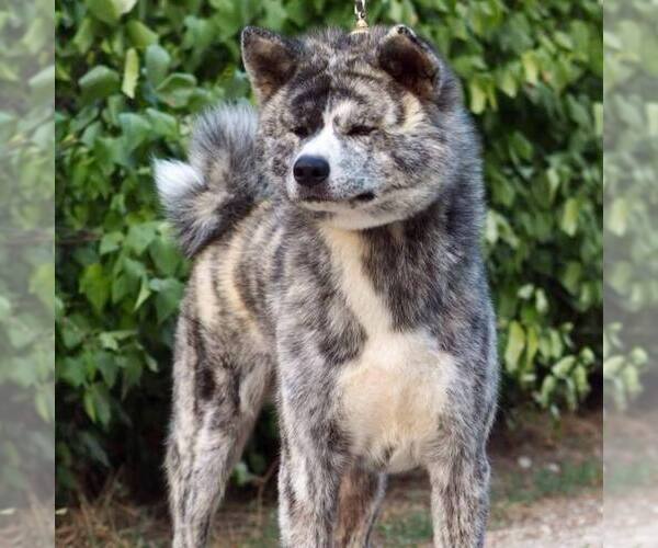 Medium Photo #1  Breeder Profile in Budapest, Budapest, Hungary