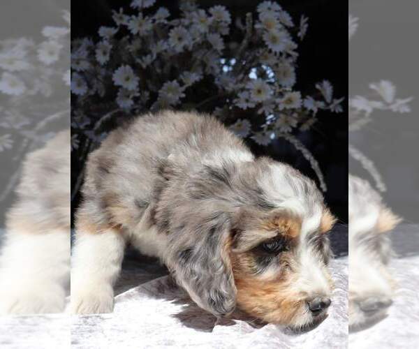 Medium Photo #6  Breeder Profile in EASTON, MO, USA