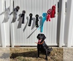 Small #4 Breeder Profile image