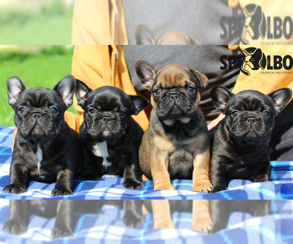 Medium Photo #3  Breeder Profile in Bratislava, Bratislavsky, Slovakia