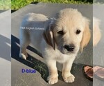 Small Photo #4  Breeder Profile in BROWNSTOWN, MI, USA