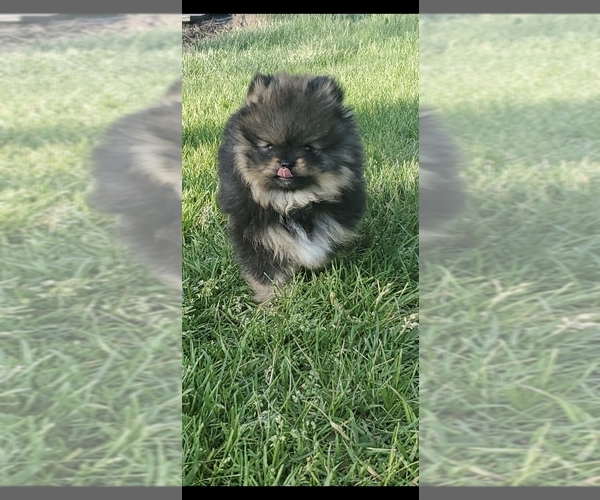 Medium Photo #1  Breeder Profile in SIOUX FALLS, SD, USA