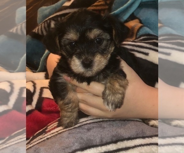 Medium Photo #42  Breeder Profile in SCOTTSDALE, AZ, USA