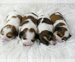 Small breeder photo