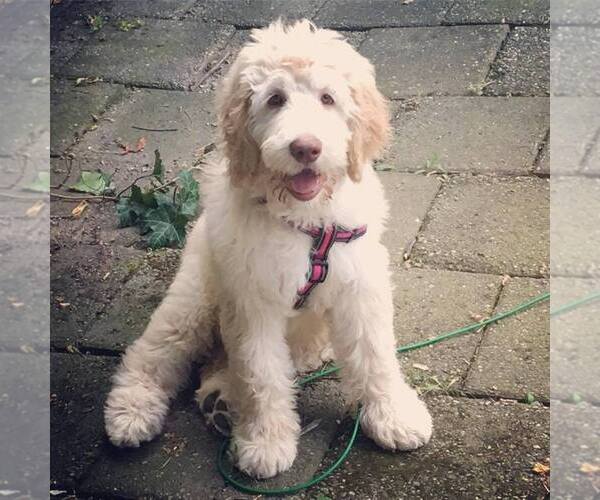 Medium Photo #1  Breeder Profile in MORRISDALE, PA, USA