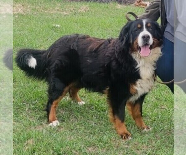 Medium Photo #1  Breeder Profile in MONTROSE, CO, USA