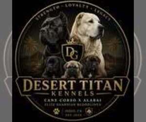 Cane Corso-Central Asian Shepherd Dog Mix Dog Breeder near INDIO, CA, USA