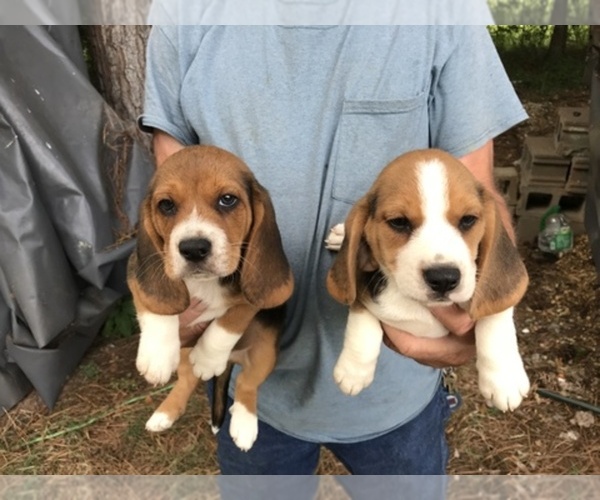 Medium Photo #1  Breeder Profile in GREAT FALLS, SC, USA