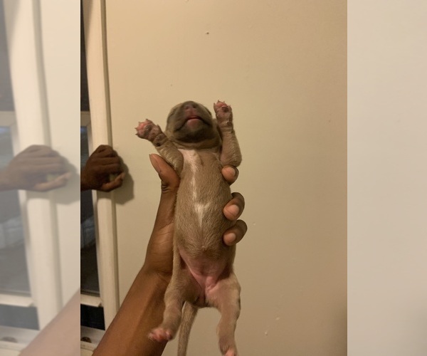 Medium Photo #5  Breeder Profile in ORANGE, NJ, USA