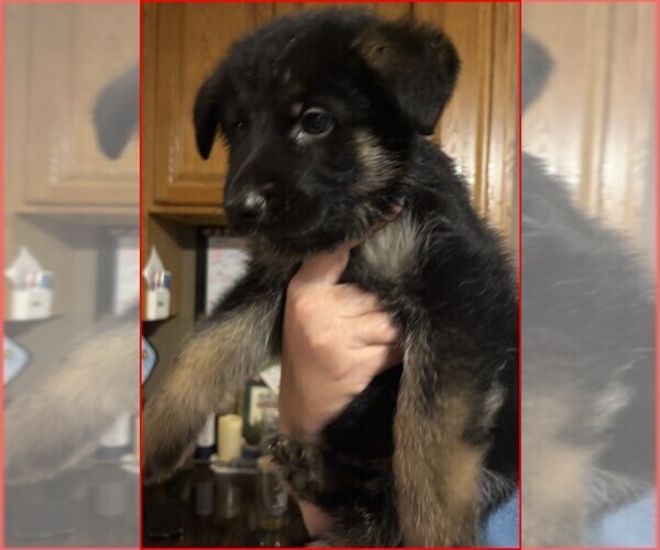 Medium Photo #10  Breeder Profile in NEWNAN, GA, USA