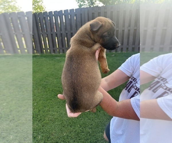 Medium Photo #18  Breeder Profile in ATHENS, AL, USA