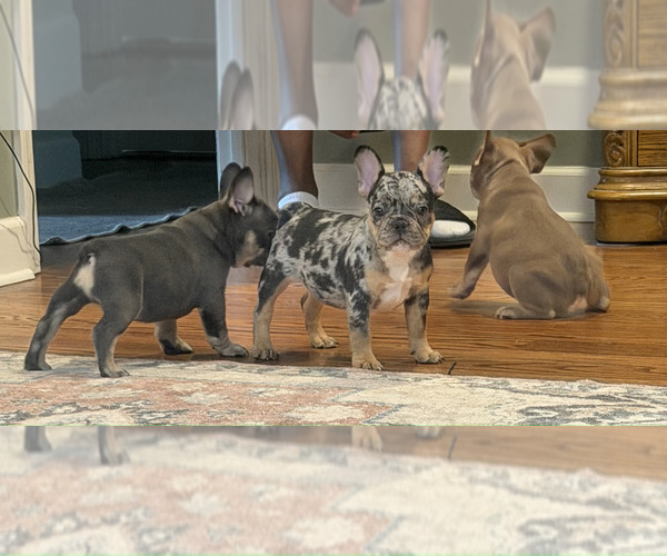 Medium Photo #8  Breeder Profile in LAWRENCEVILLE, GA, USA