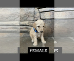 Small Photo #7  Breeder Profile in LOGAN, UT, USA