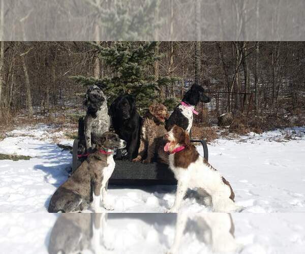 Medium Photo #27  Breeder Profile in MILLVILLE, MN, USA