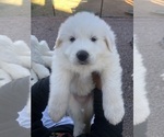 Small #4 Breeder Profile image