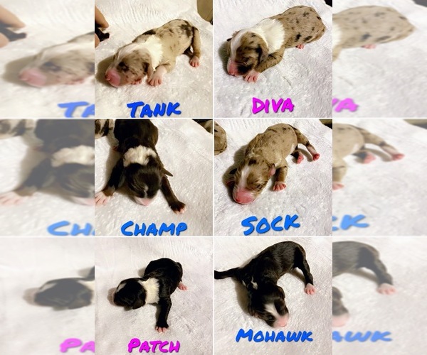 Medium Photo #1  Breeder Profile in RUSK, TX, USA