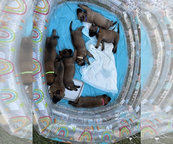 Medium Photo #12  Breeder Profile in JACKSONVILLE, FL, USA