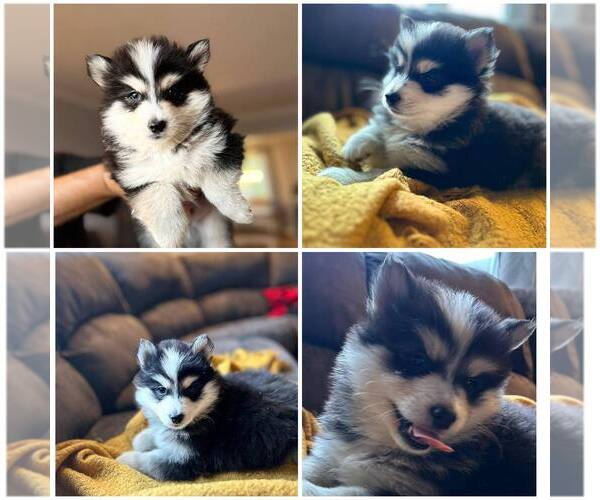 Medium Photo #1  Breeder Profile in Smiths Falls, Ontario, Canada