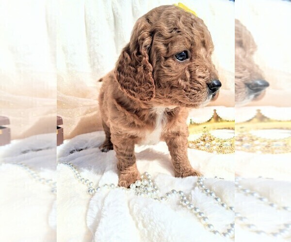 Medium Photo #24  Breeder Profile in GASTONIA, NC, USA