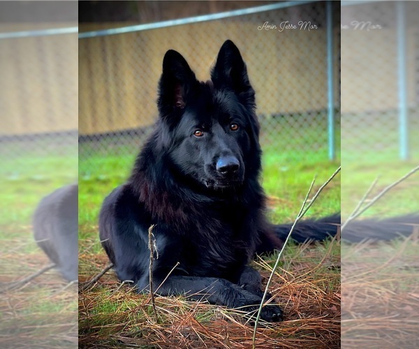 Medium Photo #3  Breeder Profile in GADSDEN, AL, USA