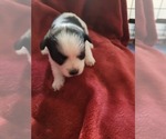 Small #105 Breeder Profile image