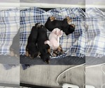 Small #22 Breeder Profile image